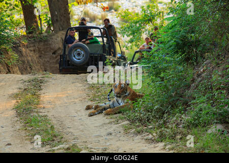 Tigre du Bengale au cours d'observation safari (photographié à Corbett National Park - Inde) Banque D'Images