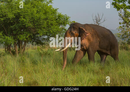 Krosian - Traversée de la prairie (photographié à Corbett National Park - Inde) Banque D'Images