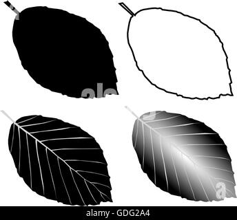 Hêtre (Fagus sylvatica), vector, isolés, des feuilles de hêtre Illustration de Vecteur