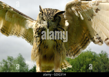 Owl en vol à une fauconnerie au lacs, Cotswolds, Royaume-Uni Banque D'Images