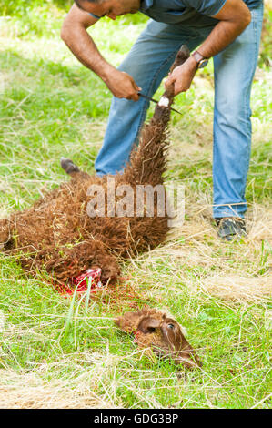 Les moutons abattus en coupant son cou, en fonction de l'abattage rituel islamique (dhabihah). Banque D'Images