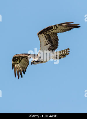 En vol, Osprey Pandion haliaetus, Sea Hawk, les poissons de la rivière Eagle, hawk, poisson faucon, raptor, Chaffee Comté, Colorado, USA Banque D'Images