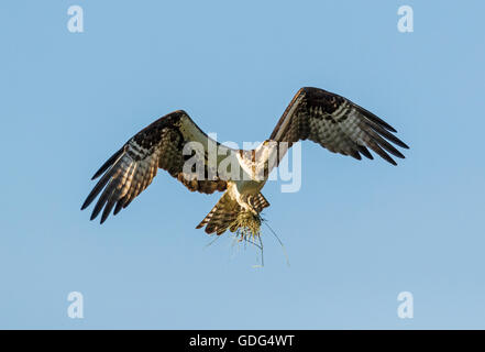 Balbuzard pêcheur en vol transportant des bâtons pour nid ; Pandion haliaetus, Sea Hawk, les poissons de la rivière Eagle ; poissons ; hawk épervier, raptor Banque D'Images