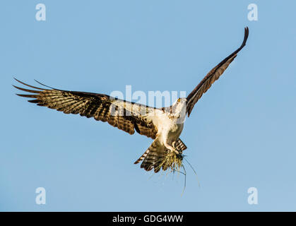 Balbuzard pêcheur en vol transportant des bâtons pour nid ; Pandion haliaetus, Sea Hawk, les poissons de la rivière Eagle ; poissons ; hawk épervier, raptor Banque D'Images