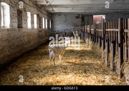 Lait chèvre dans un vide stable sur une ferme rurale Banque D'Images