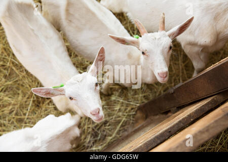 Goatlings lookong les jeunes dans l'appareil photo d'un décrochage sur une ferme. Banque D'Images