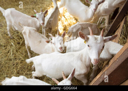 Goatlings lookong les jeunes dans l'appareil photo d'un décrochage sur une ferme. Banque D'Images