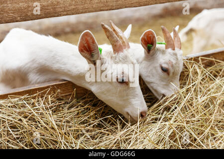 Goatlings jeunes manger du foin dans un décrochage sur une ferme. Se nourrir de la ferme des animaux Banque D'Images