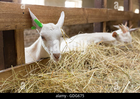 Goatlings jeunes manger du foin dans un décrochage sur une ferme. Se nourrir de la ferme des animaux Banque D'Images