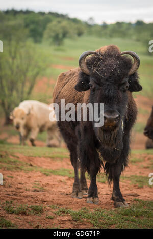 Le bison et le buffle sont grandes, même-toed ongulés dans le genre Bison à l'intérieur de la sous-famille des bovinés. Banque D'Images