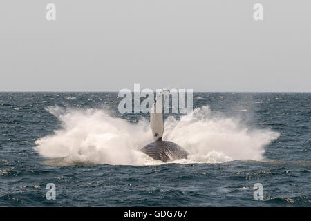 Baleine à bosse de la nageoire pectorale, pec fin près de banc Stellwagen et Cape Cod. (Megaptera novaeangliae) Banque D'Images