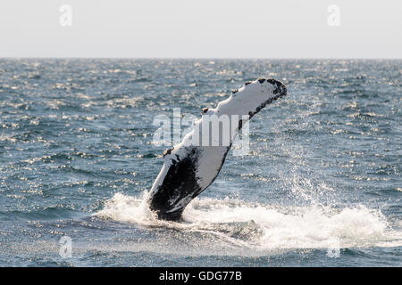Baleine à bosse de la nageoire pectorale, pec fin près de banc Stellwagen et Cape Cod. (Megaptera novaeangliae) Banque D'Images