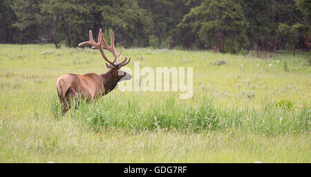 Grande Faune de l'Ouest par les wapitis du parc national de Yellowstone Banque D'Images