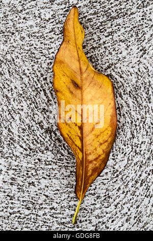 Un gros plan d'une chute et de feuilles séchées sur un sentier tout en noir et blanc. Banque D'Images