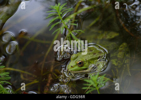 Grenouille comestible, Pelophylax esculentus, amphibien, Formello, Lazio, Rome, Italie Banque D'Images