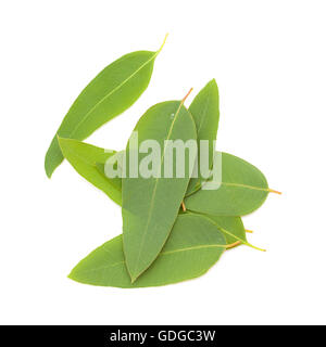 Eucalypus frais feuilles isolées sur fond blanc Banque D'Images