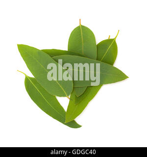 Eucalypus frais feuilles isolées sur fond blanc Banque D'Images