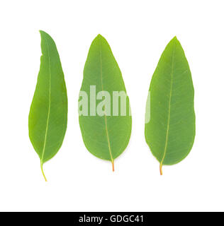 Eucalypus frais feuilles isolées sur fond blanc Banque D'Images