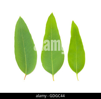 Eucalypus frais feuilles isolées sur fond blanc Banque D'Images