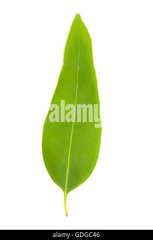 Eucalypus frais feuilles isolées sur fond blanc Banque D'Images