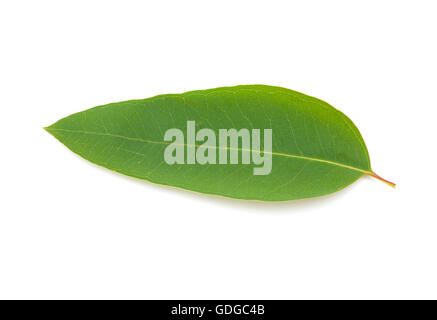 Eucalypus frais feuilles isolées sur fond blanc Banque D'Images