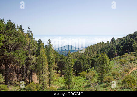 Le centre de Gran Canaria en juillet, vue sur les pins au nord des Canaries Banque D'Images