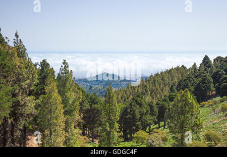 Le centre de Gran Canaria en juillet, vue sur les pins au nord des Canaries Banque D'Images