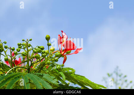 Delonix regia fleurs sur fond de ciel bleu Banque D'Images