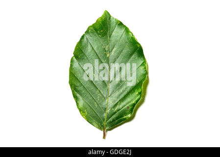 Feuille d'un Fagus sylvatica sur fond blanc Banque D'Images