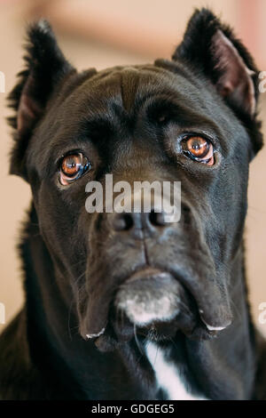 Jeune Noir Cane Corso Close Up Portrait. Banque D'Images