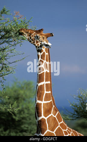 Giraffe réticulée, Giraffa camelopardalis reticulata, adulte qui les feuilles d'Acacia, parc de Samburu au Kenya Banque D'Images