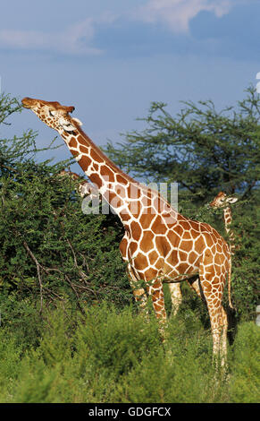 Giraffe réticulée, Giraffa camelopardalis reticulata, adulte qui les feuilles d'Acacia, parc de Samburu au Kenya Banque D'Images