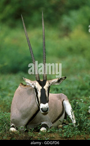 Oryx de beisa oryx de beisa, Homme, fixant, au Kenya Banque D'Images