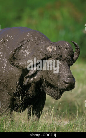 D'AFRIQUE, syncerus caffer, couverts de boue, parc Serengeti en Tanzanie Banque D'Images
