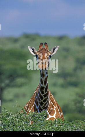 Giraffe réticulée, Giraffa camelopardalis reticulata, parc de Samburu au Kenya Banque D'Images