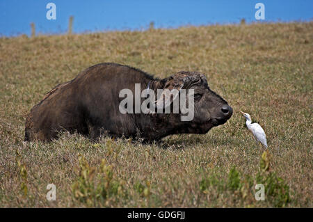 D'AFRIQUE, syncerus caffer avec Héron garde-boeuf, Bubulcus ibis, Hell's Gate Park au Kenya Banque D'Images