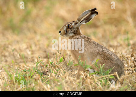 Hare hare champ,Lapin, Banque D'Images