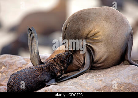 South African fur seal, Arctocephalus pusillus, femme et Pup suckling, Cape Cross en Namibie Banque D'Images