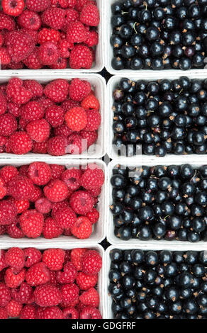 Barquettes de framboises fraîchement cueillies et fruits de cassis Banque D'Images