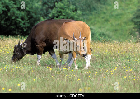 Banteng, Bos javanicus, paire Banque D'Images