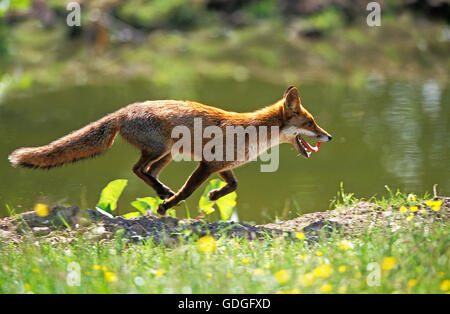 Le renard roux, Vulpes vulpes, des profils d'exécution, Normandie Banque D'Images