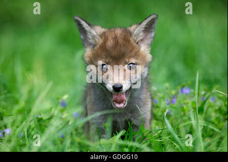 Le renard roux, Vulpes vulpes, Cub bâillements, Normandie Banque D'Images