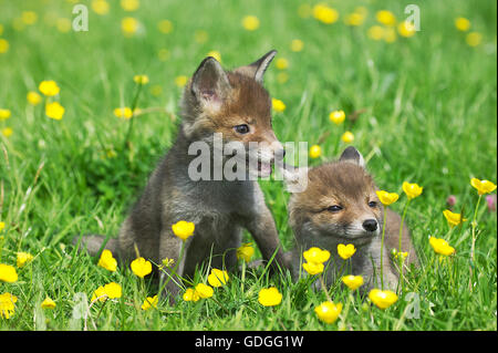 Le renard roux, Vulpes vulpes, assis dans de petits fleurs, Normandie Banque D'Images