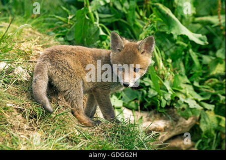 Le renard roux, Vulpes vulpes, Pup sur herbe, Normandie Banque D'Images