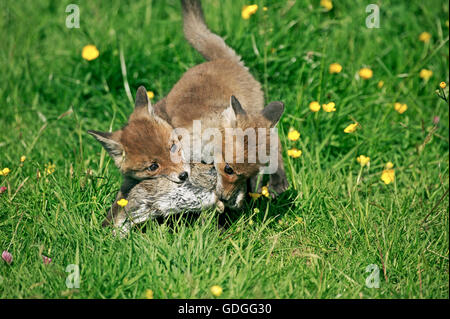 Le renard roux, Vulpes vulpes, louveteaux la chasse lapin européen, Normandie Banque D'Images