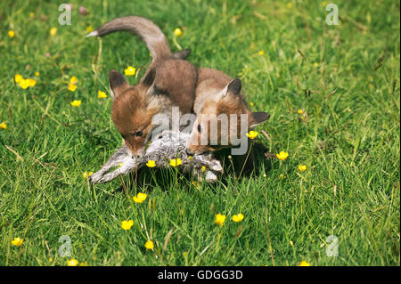 Le renard roux, Vulpes vulpes, louveteaux la chasse lapin européen, Normandie Banque D'Images