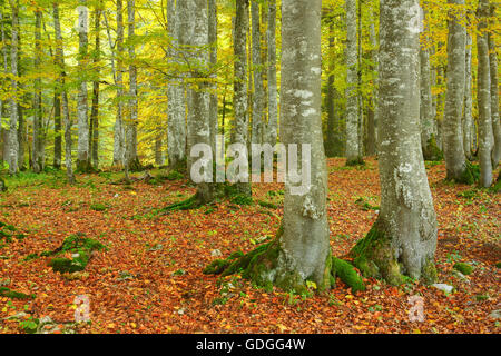 Forêt de hêtres en automne,Suisse Banque D'Images