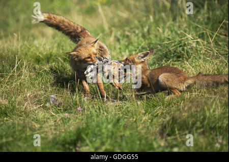 Le renard roux, Vulpes vulpes, adultes avec une perdrix Kill, Normandie Banque D'Images