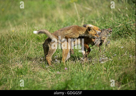 Le renard roux, Vulpes vulpes, des profils avec un Kill, un Partrigde, Normandie Banque D'Images