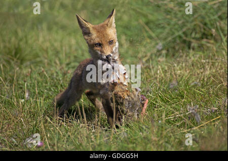 Le renard roux, Vulpes vulpes, adulte avec une perdrix Kill, Normandie Banque D'Images